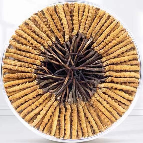 普洱冬虫夏草回收